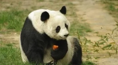 Top 10: animale care au murit ca urmare a accidentelor tragice